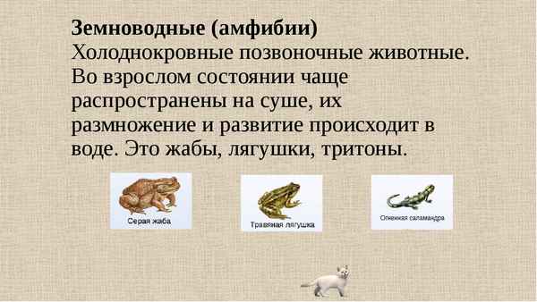 
    Тема урока: "Холоднокровные животные". 8-й класс

      