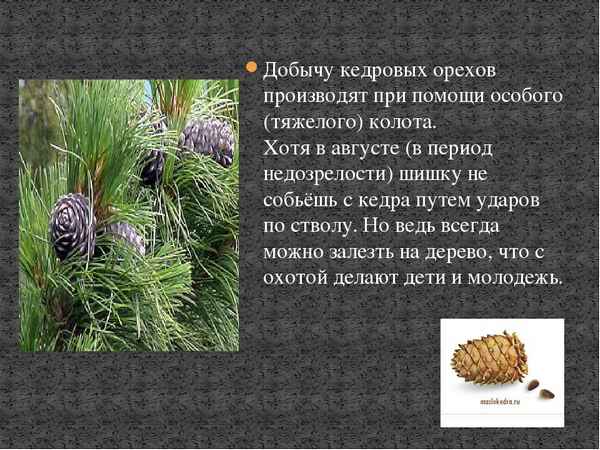 
    Викторина "Что мы знаем о кедре корейском?"

      