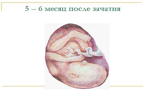 
    38 недель в своем мире

      