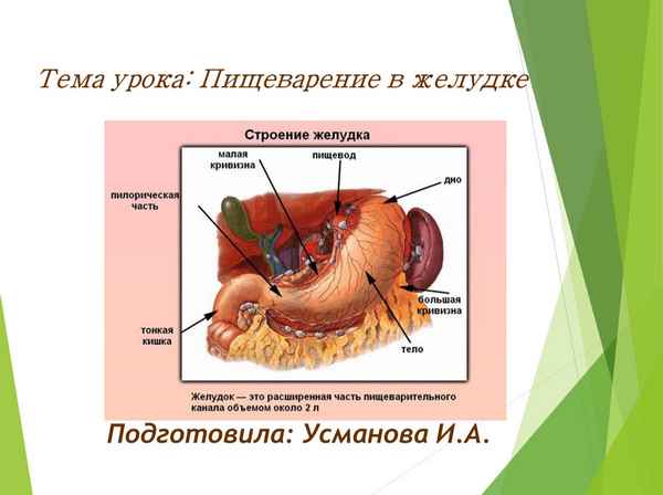 
    Тема урока: "Пищеварение в желудке"

      