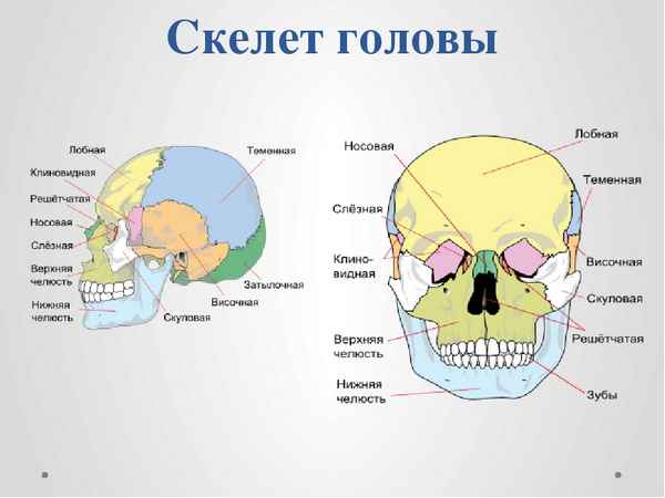 
    Открытый урок по теме "Скелет головы"

          <img src="/img/contest-cup-icon.png" title="Победитель" width="16" height="16">
      