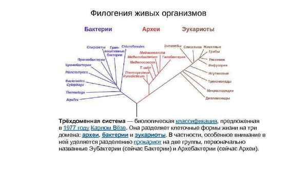 
    Археи - домен живых организмов. 7-й класс

      