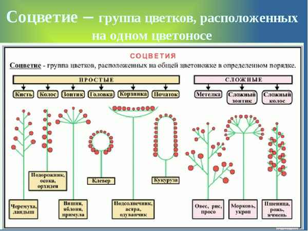 
    Урок биологии по теме "Соцветия". 6-й класс

      