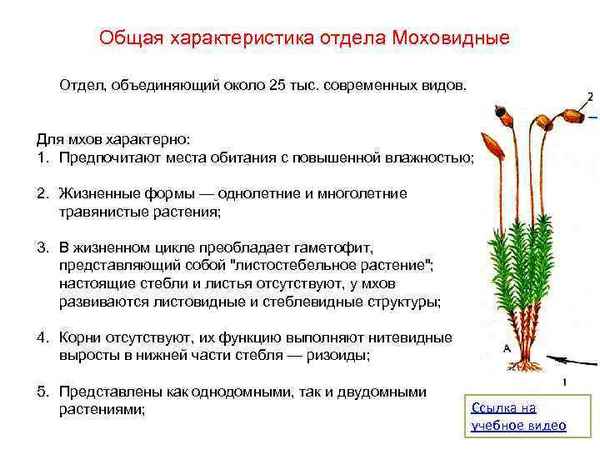 
    Урок биологии по теме "Отдел моховидные. Особенности строения и жизнедеятельности"

      