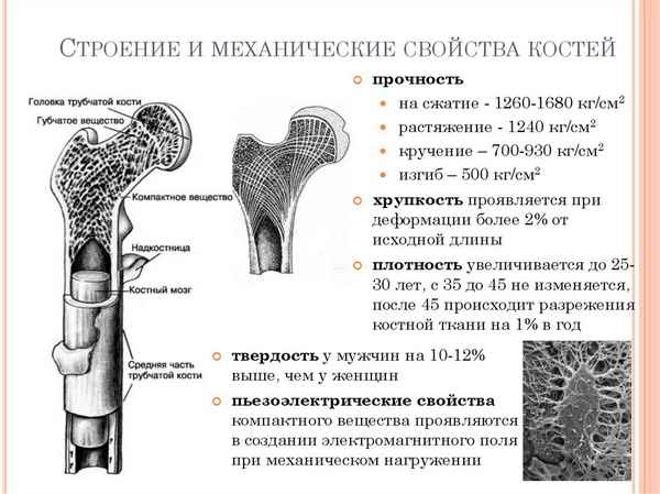 
    Строение и свойства костей

      