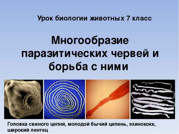 
    Урок-игра по биологии по теме "Многообразие паразитических червей и меры борьбы с ними"

      