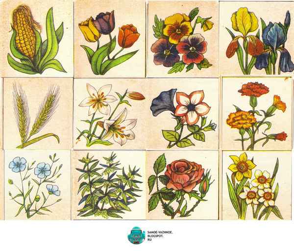 
    Самодельная предметная игра по биологии домино "Угадай семейства растений"

      