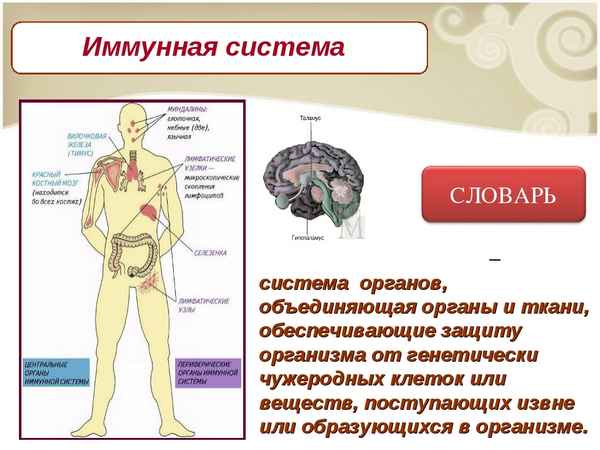 
    Урок биологии по теме "Иммунитет. Иммунная система". 8-й класс

      
