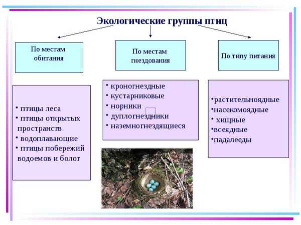 
    Урок биологии по теме "Экологические группы птиц"

      