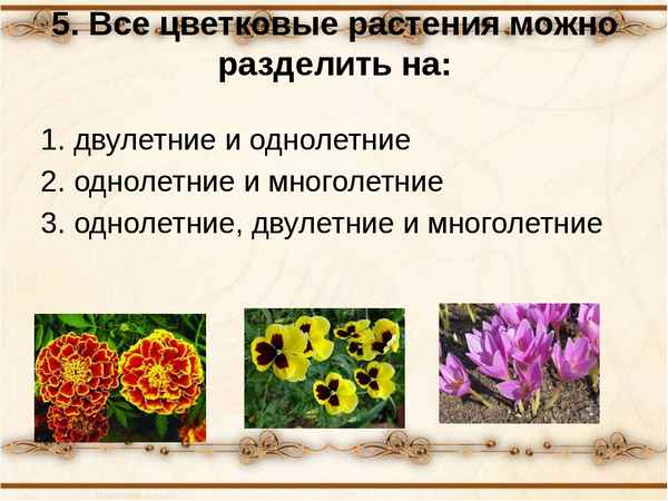 
    Игра "Звездный час" по теме "Покрытосеменные"

      