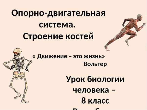 
    Тема урока "Значение опopно-двигательной системы, ее состав. Строение костей. Скелет человека". 8-й класс

      