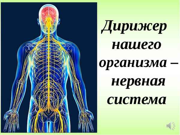 
    Тема урока "Нервная система – дирижер нашего организма"

      