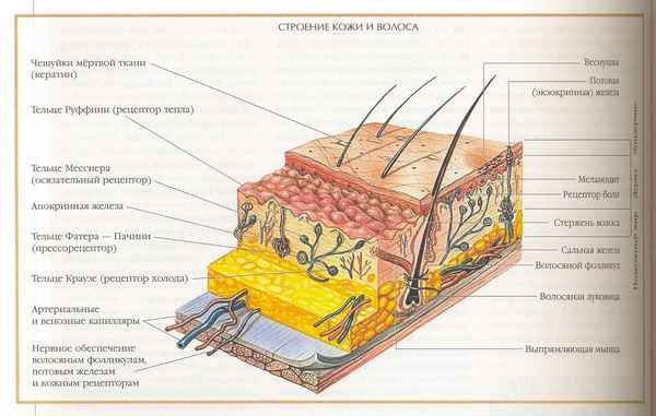 
    Тема урока "Кожа – наружный покровный орган"

      