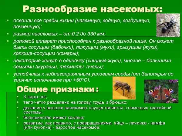 
    Урок биологии на тему "Многообразие и значение насекомых"

      