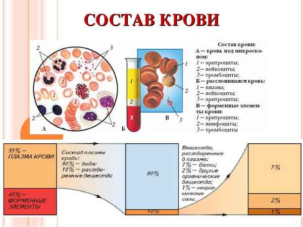 
    Тема урока "Состав крови"

      