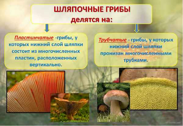 
    Урок природоведения "Шляпочные грибы"

      