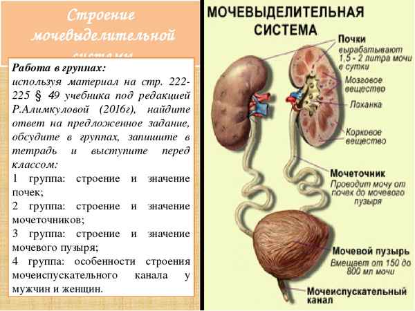 
    Тема урока "Строение и функции мочевыделительной системы. Профилактика заболеваний почек". 8-й класс

      