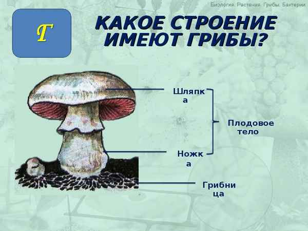 
    Урок по теме "Грибы, строение"

      