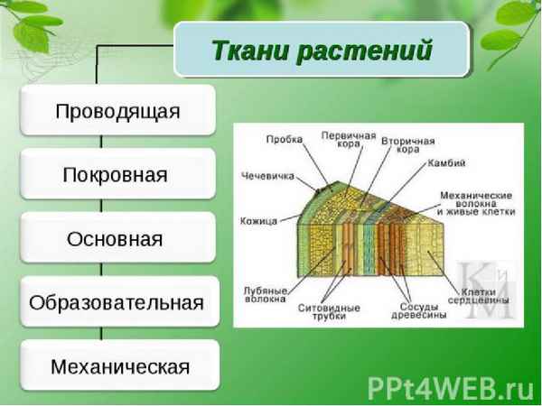 
    Урок биологии по теме "Ткани растений". 6-й класс

      