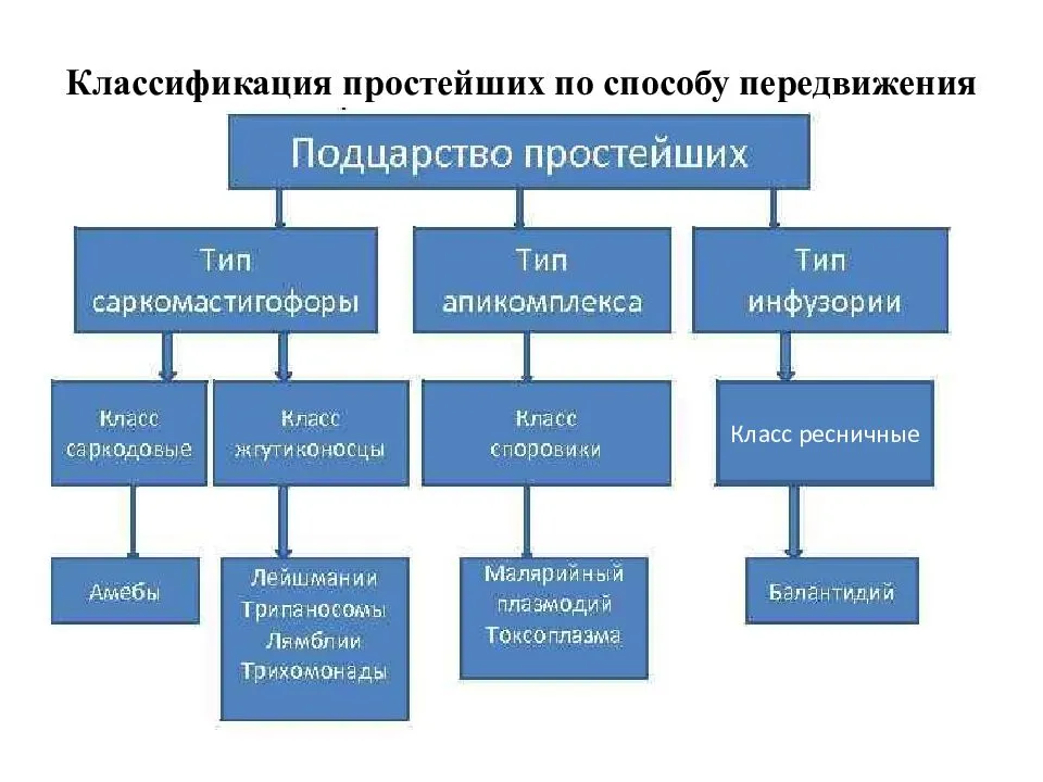 
    Урок биологии по теме "Особенности организации простейших, их классификация". 7-й класс

      