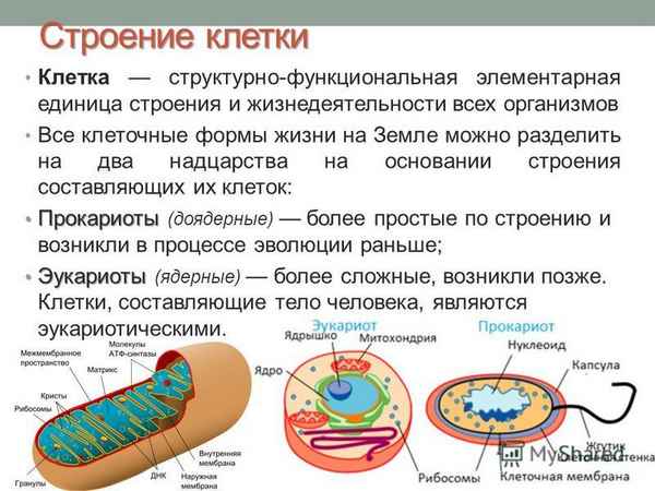 
    Урок-упражнение (подготовка к ЕГЭ) по теме "Клетка – структурная и функциональная единица жизни". 10-й класс

      