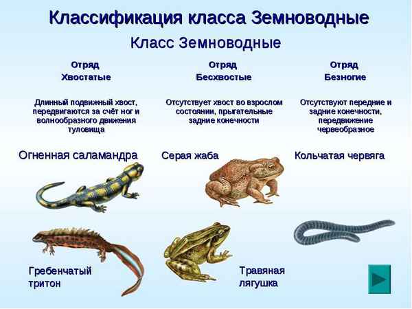
    Внеклассное мероприятие по биологии. Конкурс любознательных по темам "Земноводные и пресмыкающиеся". 7-й класс

      