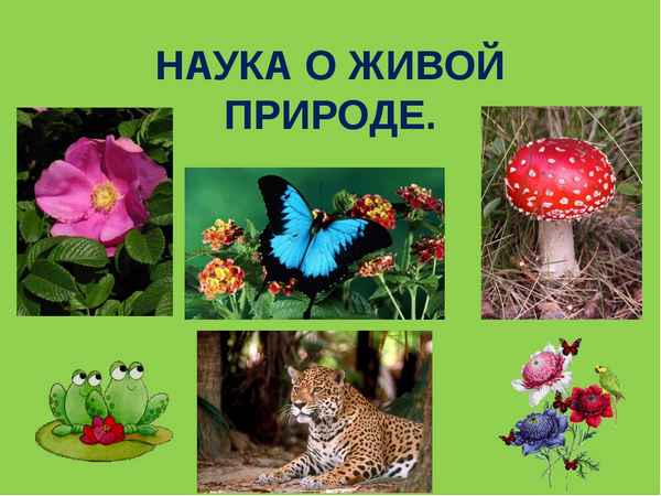 
    Урок биологии по теме "Биология – наука о живой природе". 5-й класс

      