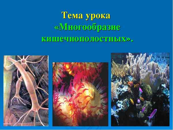 
    Урок биологии по теме "Многообразие кишечнополостных"

      