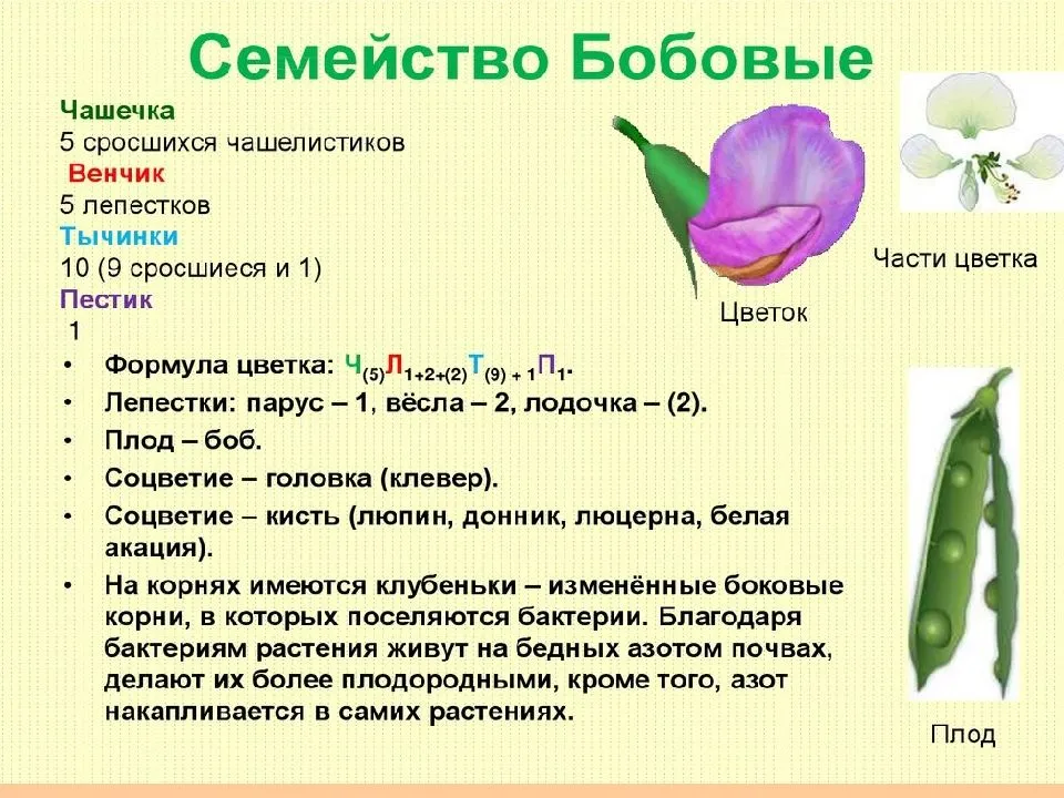 
    Урок биологии по теме "Хаpaктеристика представителей семейств. Розоцветные. Бобовые"

      