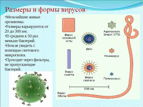 
    Урок биологии по теме "Вирусы". 10-й класс

      