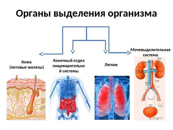 
    Выделительная система организма человека

      