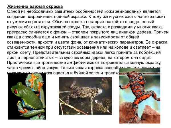 
    Тема урока: "Обобщение знаний по теме "Класс земноводные"

      