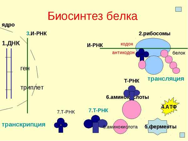 
    Тема урока: "Биосинтез белков"

      