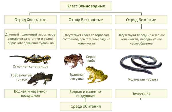 
    Урок биологии по теме "Класс Земноводные. Особенности строения, жизнедеятельности как примитивных наземных позвоночных. Размножение и развитие земноводных, их многообразие и роль в природе". 7-й класс

      