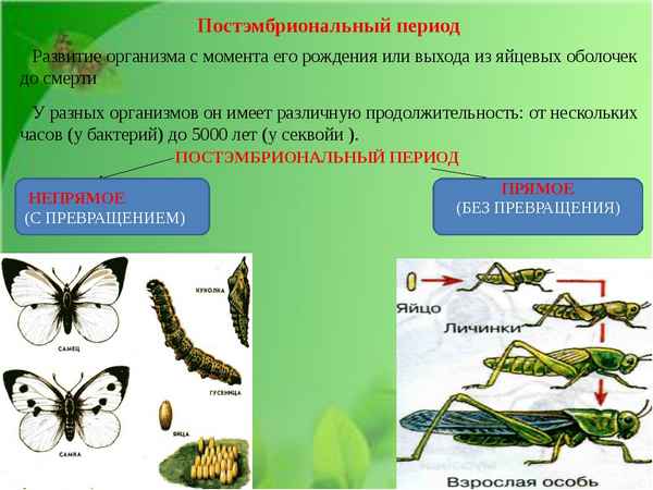 
    Проблемный урок биологии на тему "Постэмбриональное развитие животных организмов". 10-й класс

      