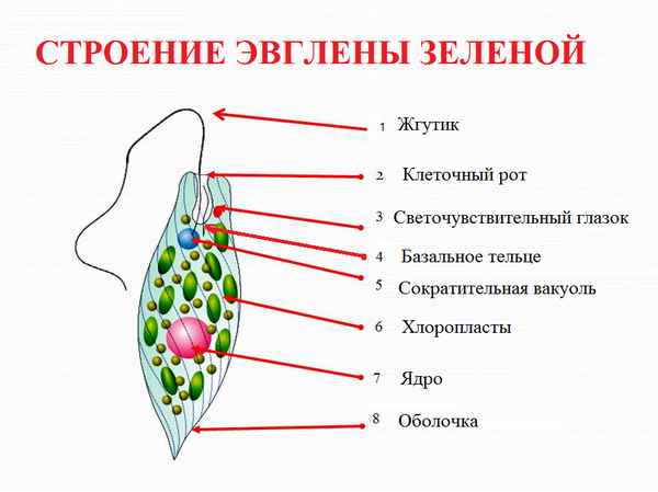 
    Технологическая карта урока биологии по теме "Класс Жгутиконосцы". 7-й класс

      