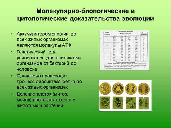 
    Урок биологии по теме "Доказательства эволюции органического мира".

      