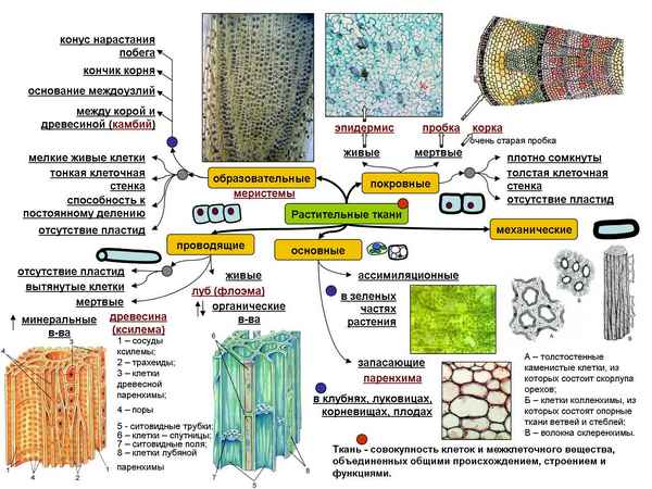 Ткани растений  ЕГЭ biologia's Blog