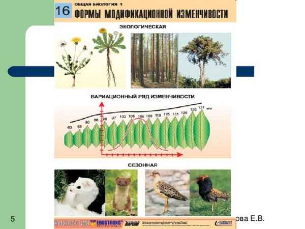
    Урок биологии по теме "Изменчивость". 11-й класс

      
