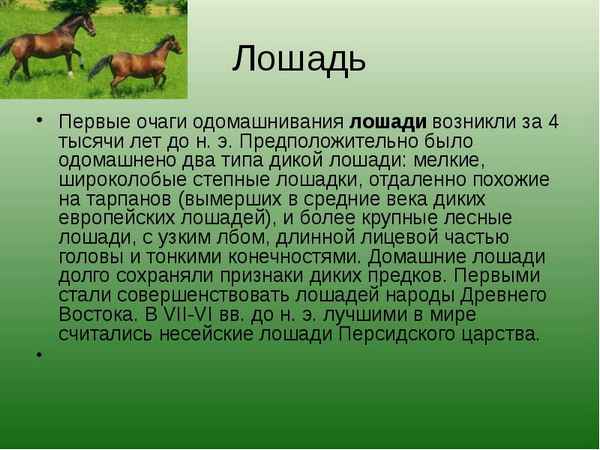 
    Открытый урок биологии по теме "Одомашнивание животных: коневодство и верблюдоводство"

      