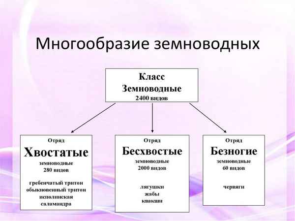 
    Многообразие и значение земноводных

      