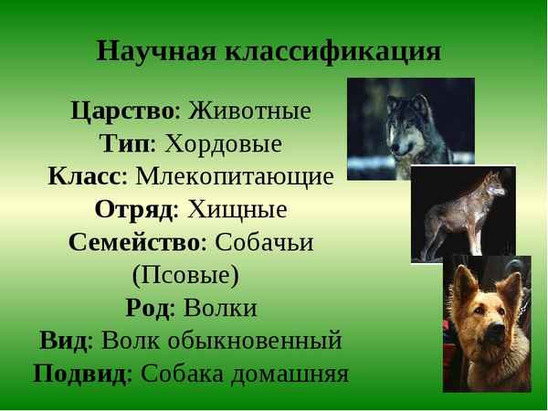 
    Методическая разработка обобщающего урока "Класс Млекопитающие"

      