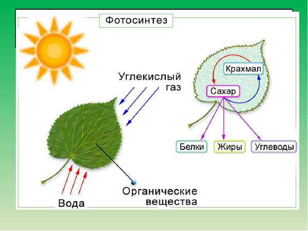 
    Урок биологии по теме "Фотосинтез"

      