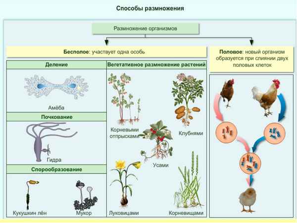 
    Урок биологии по теме "Размножение". 9-й класс

      