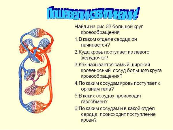 
    Урок по теме "Tрaнcпортные системы организма. Круги корвообращения"

      