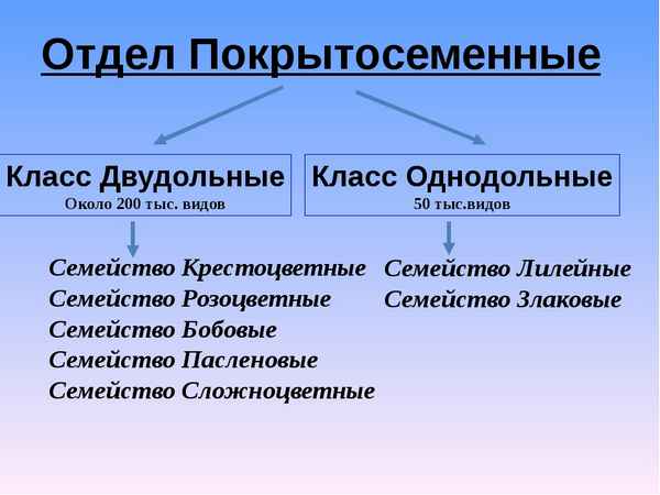 
    Отдел Покрытосеменные. Общая хаpaктеристика и значение в природе. 6-й класс

      
