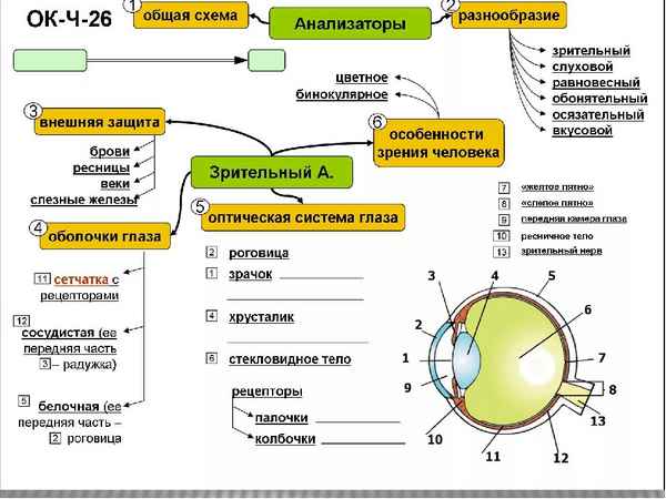 
    Урок "Зрительный анализатор"

      