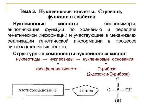 
    Нуклеинлвые кислоты, строение, свойства и функции

      