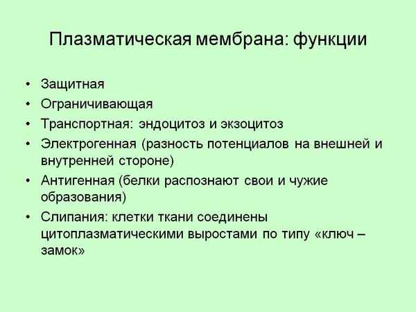 
    Функции плазматической мембраны

      