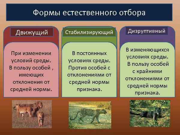 Формы естественного отбора: движущий, стабилизирующий, дизруптивный